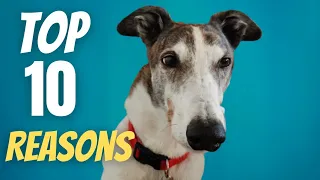 Top 10 Reasons Why Greyhounds Make Amazing Pets