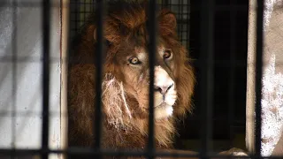 インドライオン ラージャー／野毛山動物園