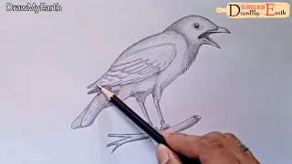 How To Draw A Myna | Myna bird drawing step by step | #nimaiart