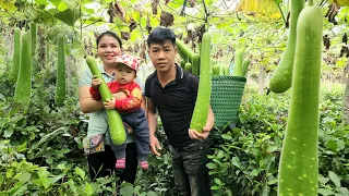 Harvesting Gourd Garden Goes to the market sell - Gardening | Hà Tòn Chài