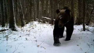 Там где живет медведь Охота рыбалка Соболь Хариус тропа через Енисей. Закат СОЛНЦА за Лесосибирском