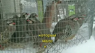 Бизнес-идея: Разведение куропаток в домашних условиях🐓🐣🐔🦃Разведение горной куропатки