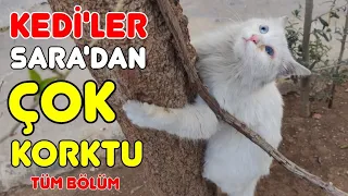 KEDİCE SEV AİLESİ'Nİ BİRİBİRİ İLE TANIŞTIRDIM 🙋🏻‍♂️ I introduced my cat Sara to her Family 😻