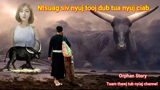 Dab neeg Ntsuag siv nyuj tooj dub tua nyuj ciab 26/5/2022