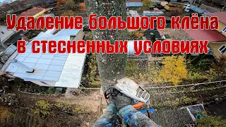 Аккуратный спил большого двуствольного клёна арбористом в стеснённых условиях