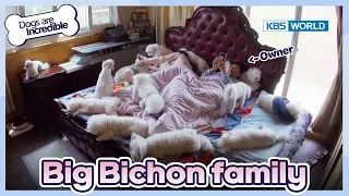 A Day in the Life of the Big Bichon Family🐾 [Dogs are incredible : EP.176-1] | KBS WORLD TV 230627