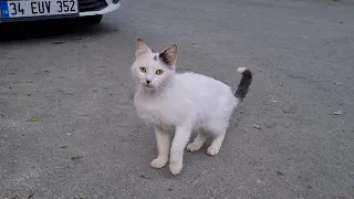 Hungry stray cats gather around me and ask me to give them food.