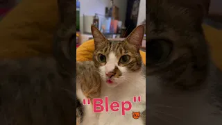 What is the "Blep"?