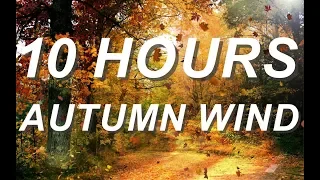 Autumn Wind - Relaxing Nature Sounds 10 Hours