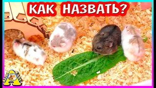 Как назвать хомячат? / ручные хомячки кемпбелла / хомки любят... / Alisa easy pets