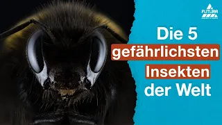 Die gefährlichsten Insekten der Welt | TOP 5  🦟