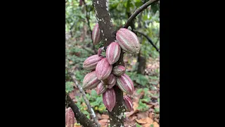 Mini Documental Episodio 3 - Gente de Cacao