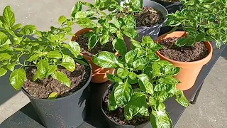 How Much Sunlight Do Pepper Plants Need?