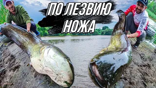 !!!ШОК!!! Такого Ты не видел точно, РЕКОРД ПОСТАВЛЕН, Сом, Catfish