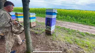 Купувати вулик❓пасіка🐝принос 🍯збільшився,як живе сім’я бджіл, вторгнення в гніздо