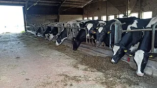 Практика на ферме в Германии | день 1 | уборка  у коров | кормим коров