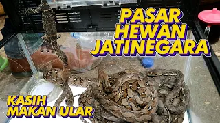 Pasar Hewan Jatinegara - Reptil