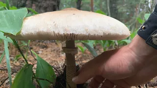 Как правильно готовить грибы зонтики