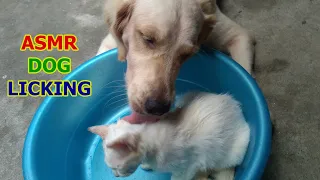 Golden Retriever Cleaning Baby Kitten | ASMR Dog Licking