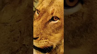 finally 😁😁 LiOn 🦁 is back 🔙||lion 🦁🦁 viral shorts video||#animal#shorts#king#lion #lions