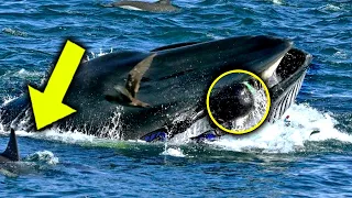 Whale Suddenly Swallowed A Diver  5 Minutes Later, Everyone Was Extremely Shocked To See