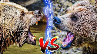 Grizzly bear vs Kodiak bear: Who would win in a fight?