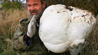 Giant mushroom champignon puffball Calvatia gigantea (LYCOPERDON, or giant Langermania)