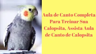 Aula de Canto de  Calopsita 1 HORA de Aulas PARA TREINAR o Canto de Calopsita Adulto e Filhote