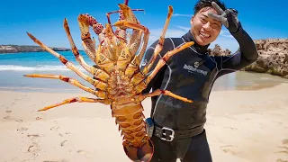 Wrangling Monster Crayfish South Australia!