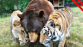 Amazing Animal Friendships You Wont Believe - Animal Couples