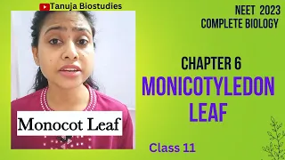 Ch-6 | Monocot Leaf | Dicot Vs Monocot Leaf | Bulliform cell | Class 11 Biology |NEET 2023 | #shorts