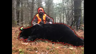 500+ Pound Black Bear Harvested in Pennsylvania with a Pistol