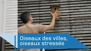 Oiseaux des villes, oiseaux stressés | Reportage CNRS