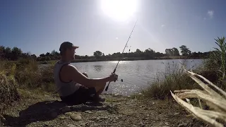 TENCH AT KAIAPOI LAKE