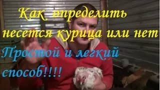 несется курица или нет?