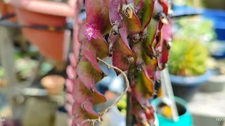 Vocês conhecem essa planta? *Lepismium cruciforme spiralis*