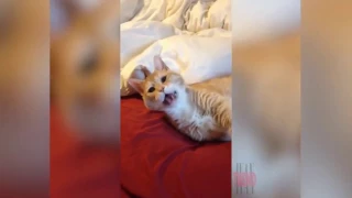 Постарайся не рассмеяться   Самые Смешные Коты 2017 #3   Funny Cat Compilation 2