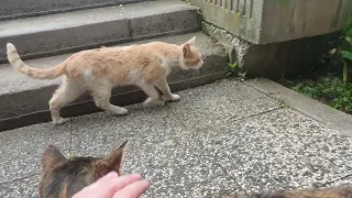 cat petting part one