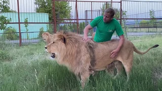 Прайд львов Чука и прайд Олежки  ДЕЛЯТ ТЕРРИТОРИЮ ! Russian Lion man !