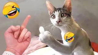 🤣😍 You Laugh You Lose Dogs And Cats 😂😍 Best Funny Animal Videos 2024 #16