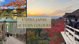 Kyoto Japan Autumn Day Trip from Osaka  🇯🇵 | Arashiyama, Golden Pavilion & Kiyomizu Dera Temple