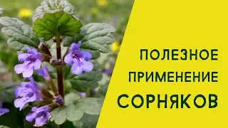 Полезное применение сорняков. Будра плющевидная