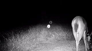 Strange Orbs on Trailcam Footage