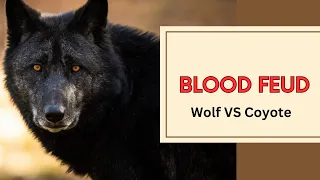 Blood Feud Wolves and Coyotes