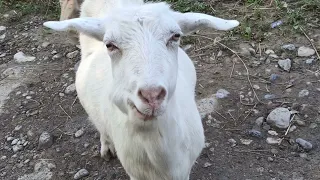 Эсиң болсо эчки бак.Жылда тубат эгизди,эки жылда сегизди!(Заанендик сүт багытындагы эчкилер)