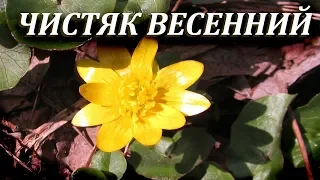 ЧИСТЯК ВЕСЕННИЙ - Весенний Деликатес и Лекарство. Лечебные Свойства и Применение в Народной медицине