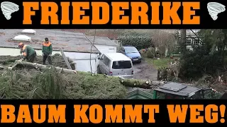 DER BAUM KOMMT WEG!!!😉 Friederike´s schaden wird beseitigt. 🌪🌪🌪