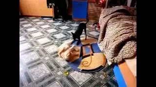 Cat VS dog