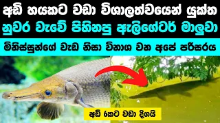 එහෙනම් ලංකාවේ වැව්වලටත් ඇලිගේටර් ගාර්ලා ආවා | Huge Alligator Gar fish caught on tape in Sri Lanka