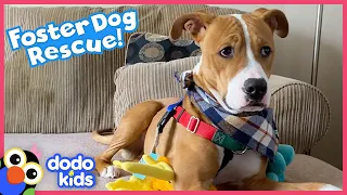 Dog Was Afraid To Go Down Stairs Until He Met Someone Special | Best Animal Friends | Dodo Kids